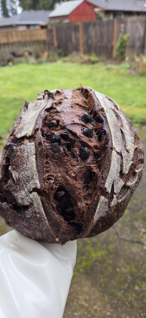 Double chocolate chip sourdough loaf in backyard